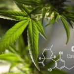 Shocking: Cannabis Hype Crumbles Under New Mental Health Rag