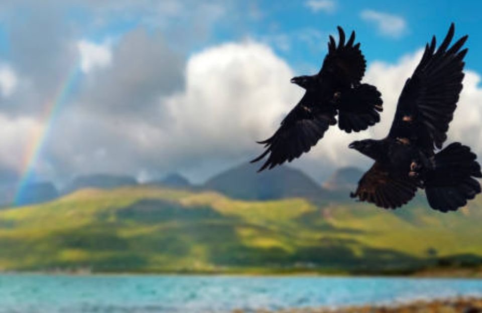 Crow Flukes in Tel Aviv