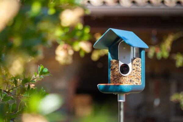 Bird Buddy 2 Mini Review: Everything You Need to Know Before Buying